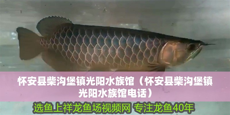 懷安縣柴溝堡鎮光陽水族館（懷安縣柴溝堡鎮光陽水族館電話）