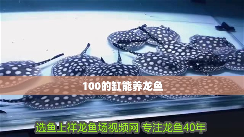 100的缸能養(yǎng)龍魚