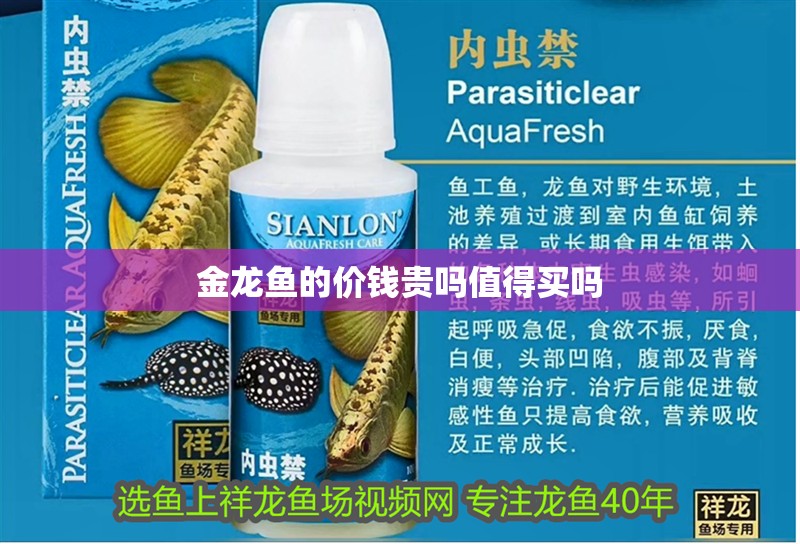 金龍魚的價錢貴嗎值得買嗎
