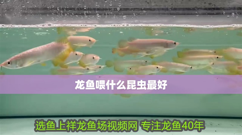 龍魚喂什么昆蟲最好