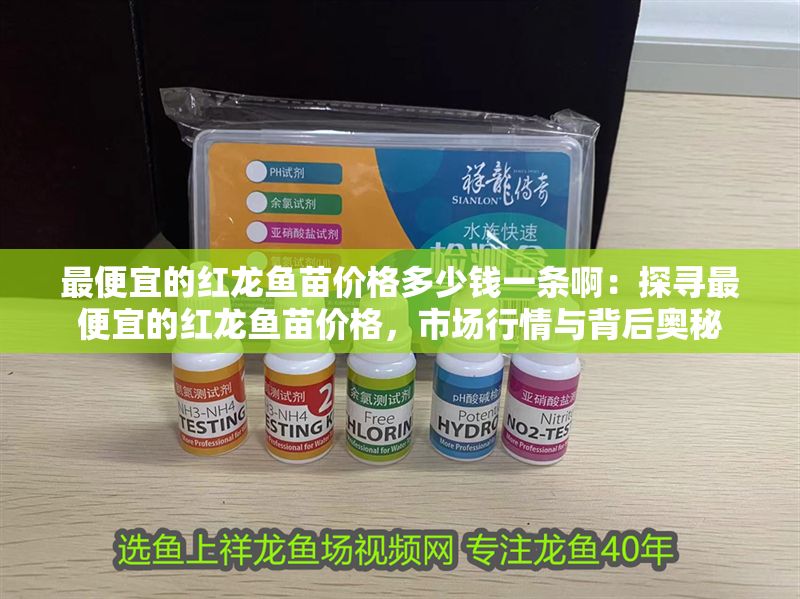 最便宜的紅龍魚苗價格多少錢一條啊：探尋最便宜的紅龍魚苗價格，市場行情與背后奧秘