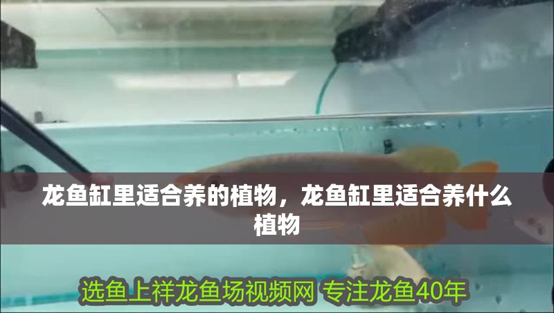 龍魚缸里適合養的植物，龍魚缸里適合養什么植物