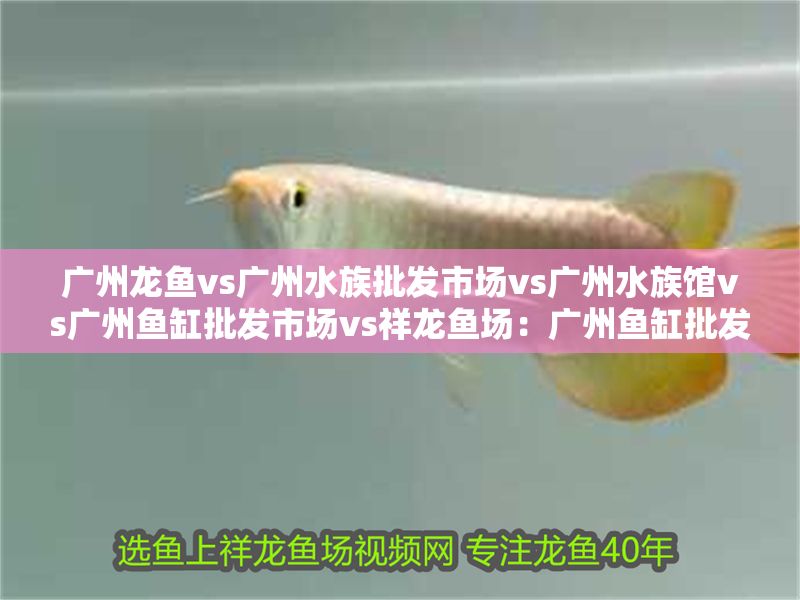 廣州龍魚vs廣州水族批發市場vs廣州水族館vs廣州魚缸批發市場vs祥龍魚場：廣州魚缸批發市場