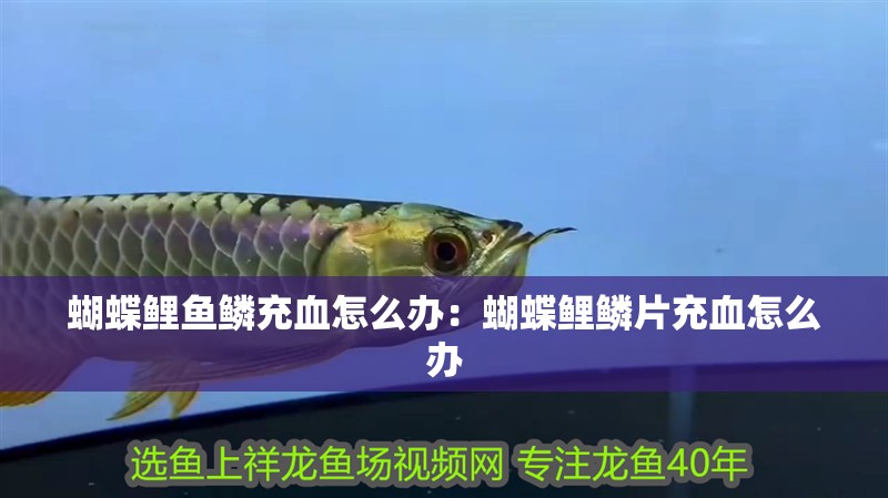 蝴蝶鯉魚鱗充血怎么辦：蝴蝶鯉鱗片充血怎么辦