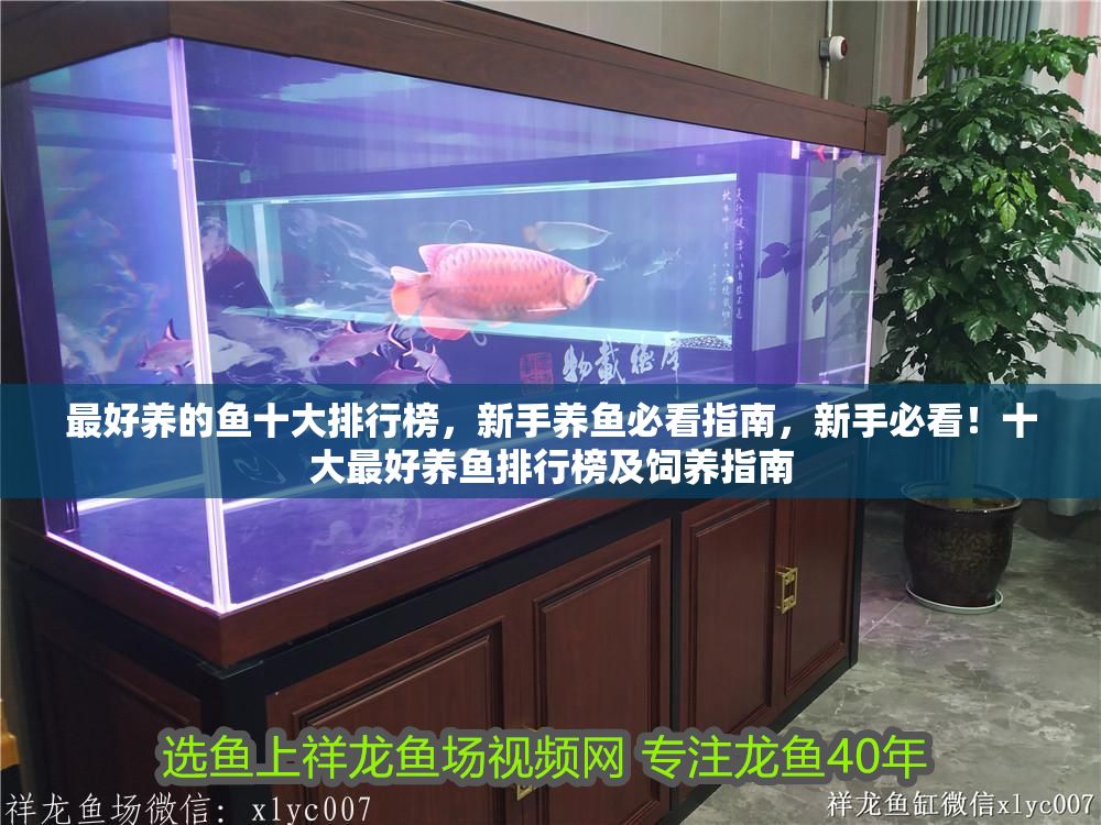最好養的魚十大排行榜，新手養魚必看指南，新手必看！十大最好養魚排行榜及飼養指南