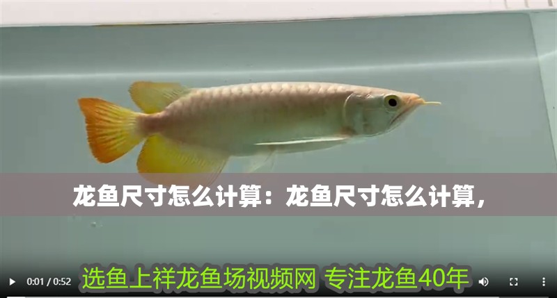 龍魚尺寸怎么計算：龍魚尺寸怎么計算，