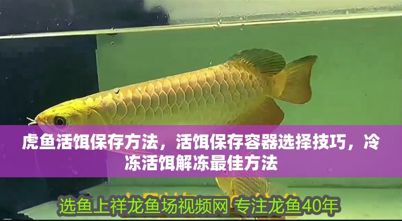 虎魚活餌保存方法，活餌保存容器選擇技巧，冷凍活餌解凍最佳方法