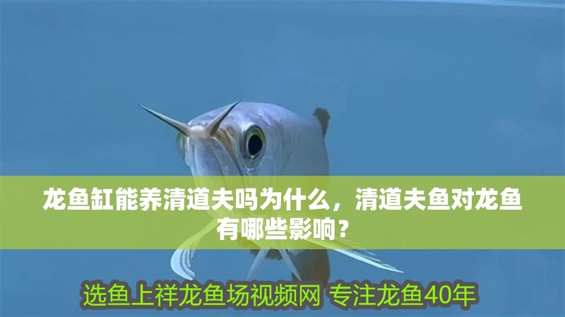 龍魚缸能養清道夫嗎為什么，清道夫魚對龍魚有哪些影響？