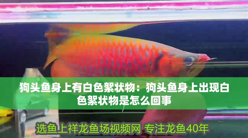狗頭魚身上有白色絮狀物：狗頭魚身上出現白色絮狀物是怎么回事
