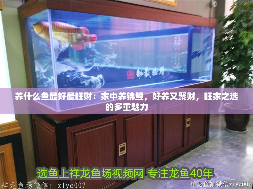 養(yǎng)什么魚最好最旺財：家中養(yǎng)錦鯉，好養(yǎng)又聚財，旺家之選的多重魅力