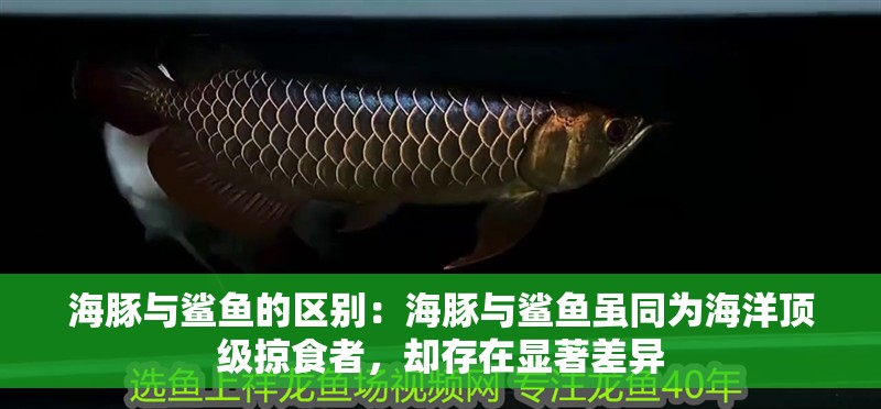 海豚與鯊魚的區(qū)別：海豚與鯊魚雖同為海洋頂級掠食者，卻存在顯著差異