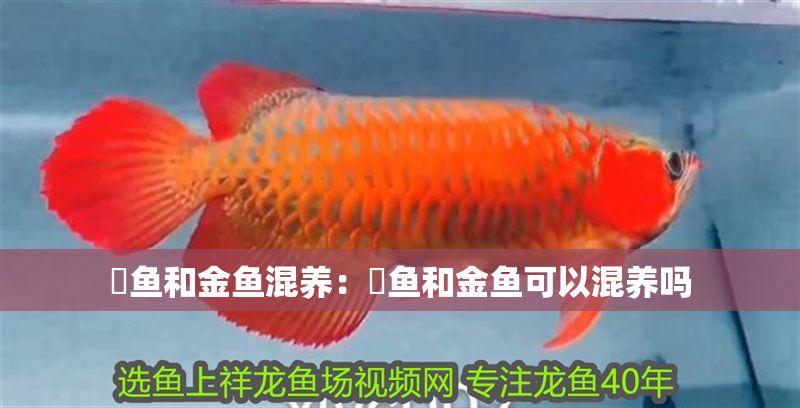 魟魚和金魚混養(yǎng)：魟魚和金魚可以混養(yǎng)嗎