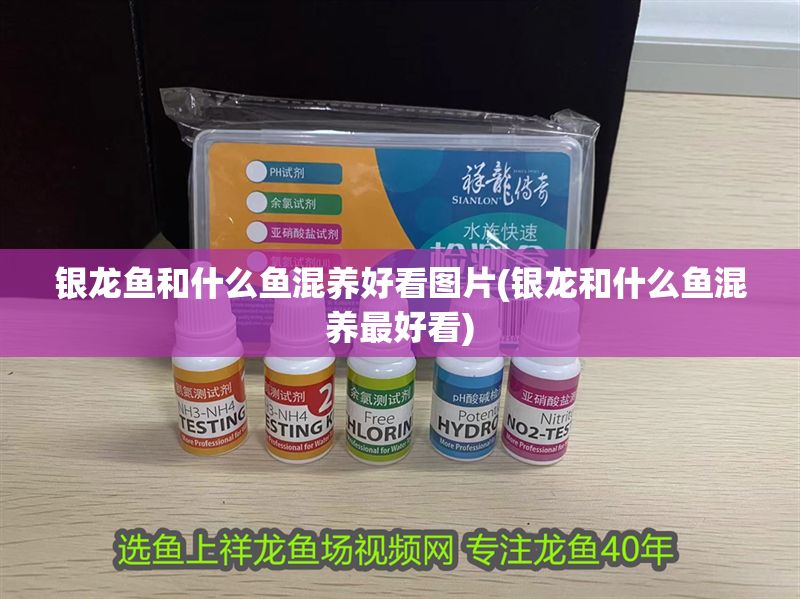 銀龍魚和什么魚混養(yǎng)好看圖片(銀龍和什么魚混養(yǎng)最好看)