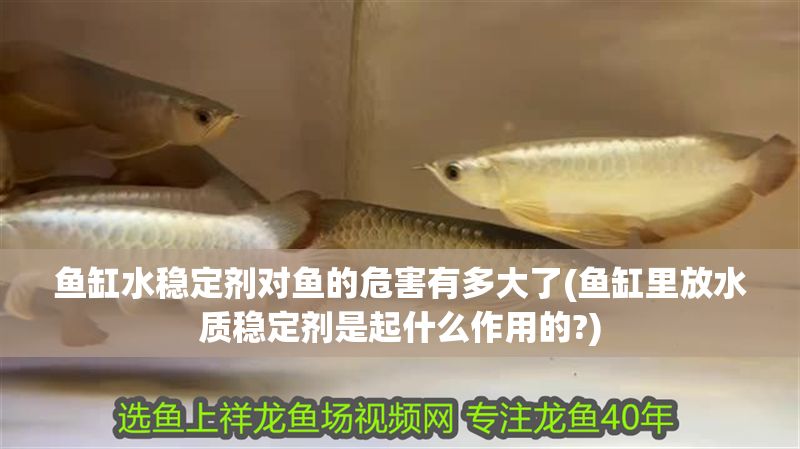 魚缸水穩(wěn)定劑對魚的危害有多大了(魚缸里放水質穩(wěn)定劑是起什么作用的?)
