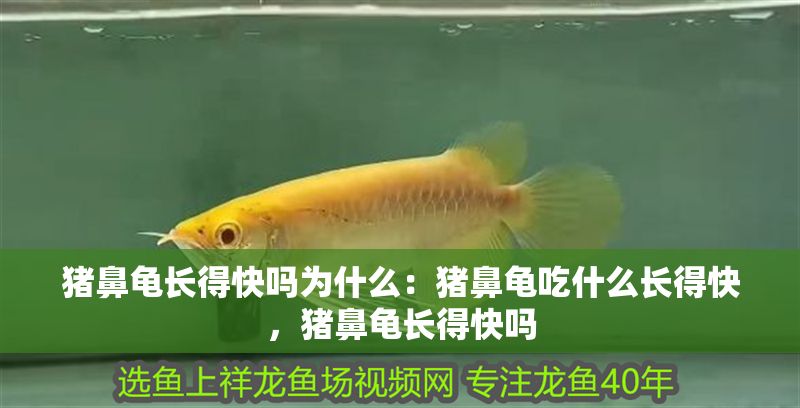 豬鼻龜長得快嗎為什么：豬鼻龜吃什么長得快，豬鼻龜長得快嗎