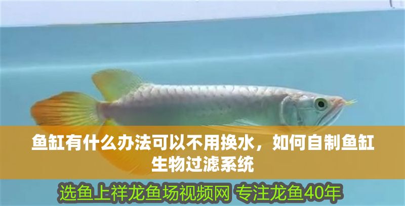 魚缸有什么辦法可以不用換水，如何自制魚缸生物過濾系統(tǒng) 魚缸有什么辦法可以不用換水，如何自制魚缸生物過濾系統(tǒng) 魚缸百科 第2張