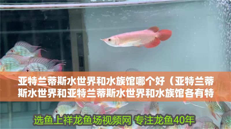 亞特蘭蒂斯水世界和水族館哪個好（亞特蘭蒂斯水世界和亞特蘭蒂斯水世界和水族館各有特色）
