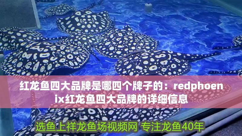 紅龍魚四大品牌是哪四個牌子的：redphoenix紅龍魚四大品牌的詳細信息