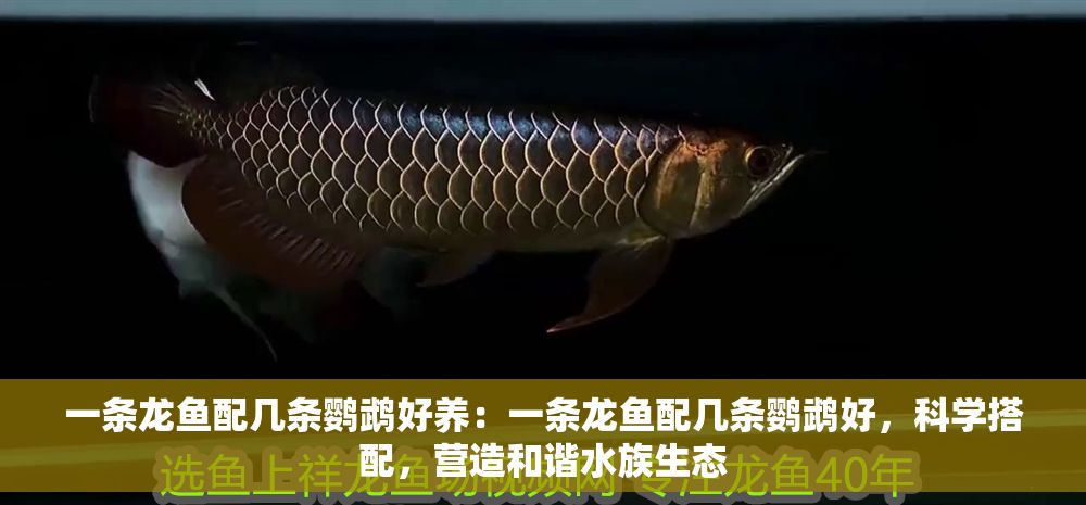 一條龍魚配幾條鸚鵡好養(yǎng)：一條龍魚配幾條鸚鵡好，科學(xué)搭配，營造和諧水族生態(tài)