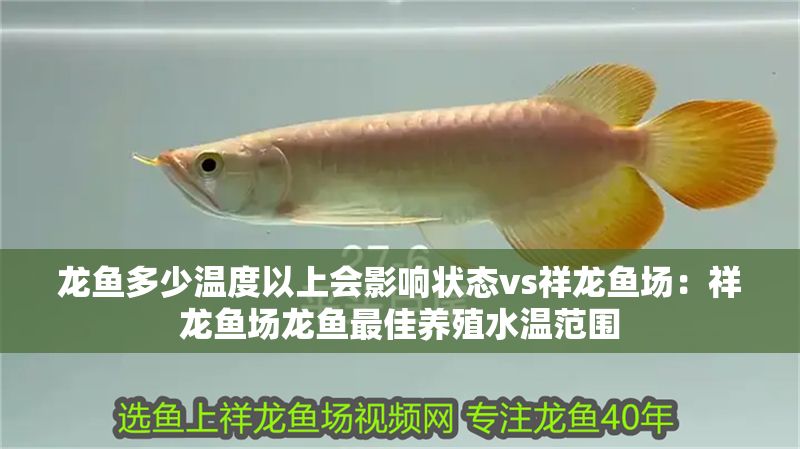 龍魚多少溫度以上會影響狀態(tài)vs祥龍魚場：祥龍魚場龍魚最佳養(yǎng)殖水溫范圍