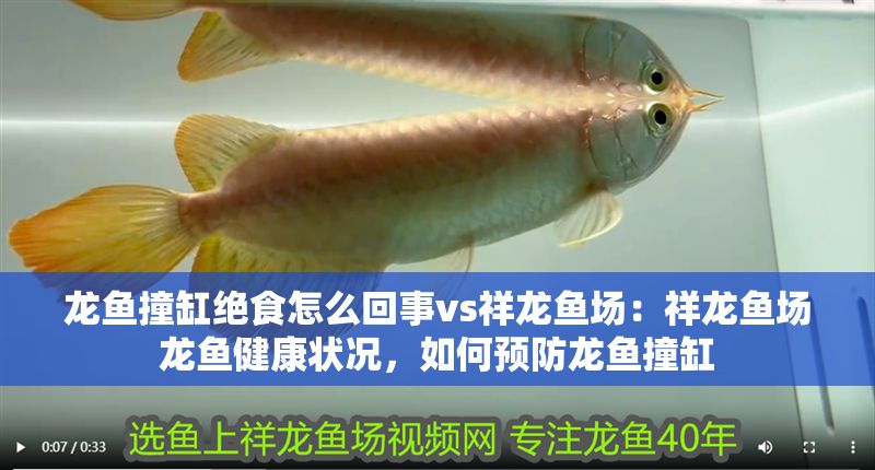 龍魚撞缸絕食怎么回事vs祥龍魚場：祥龍魚場龍魚健康狀況，如何預防龍魚撞缸