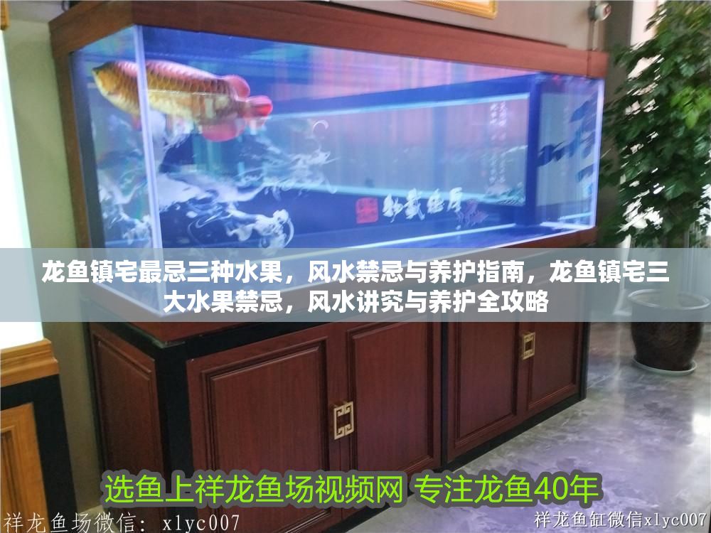 龍魚鎮宅最忌三種水果，風水禁忌與養護指南，龍魚鎮宅三大水果禁忌，風水講究與養護全攻略