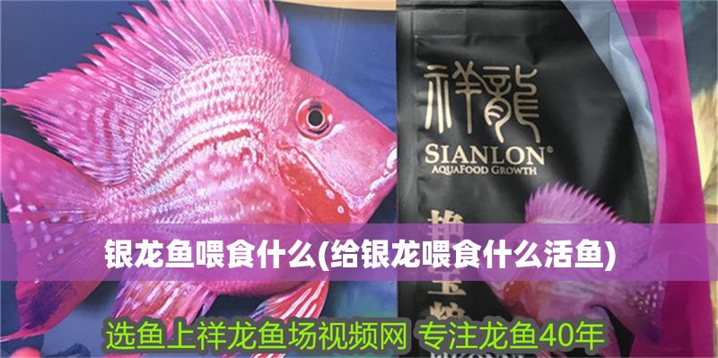 銀龍魚喂食什么(給銀龍喂食什么活魚)