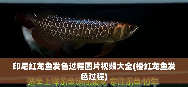 印尼紅龍魚發(fā)色過程圖片視頻大全(橙紅龍魚發(fā)色過程)