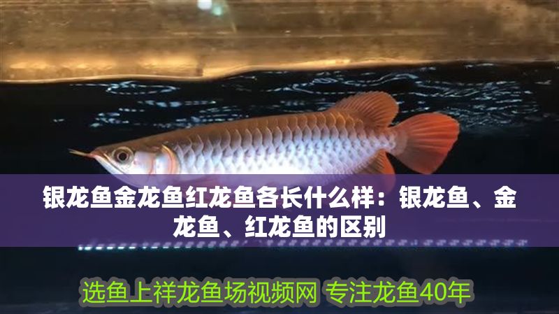 銀龍魚金龍魚紅龍魚各長什么樣：銀龍魚、金龍魚、紅龍魚的區別