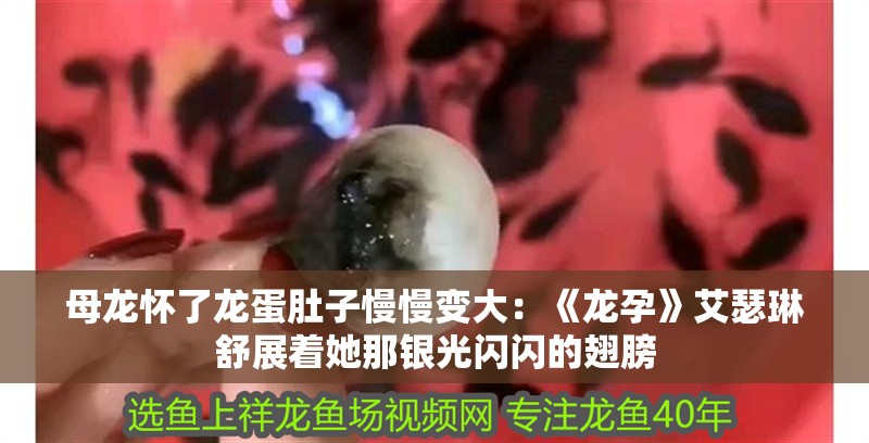 母龍懷了龍蛋肚子慢慢變大：《龍?jiān)小钒帐嬲怪倾y光閃閃的翅膀