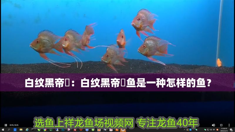 白紋黑帝魟：白紋黑帝魟魚是一種怎樣的魚？