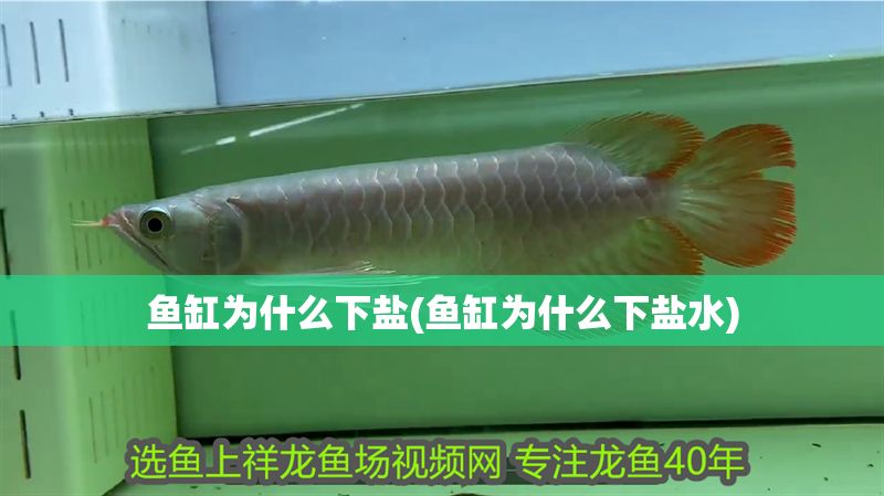 魚缸為什么下鹽(魚缸為什么下鹽水)