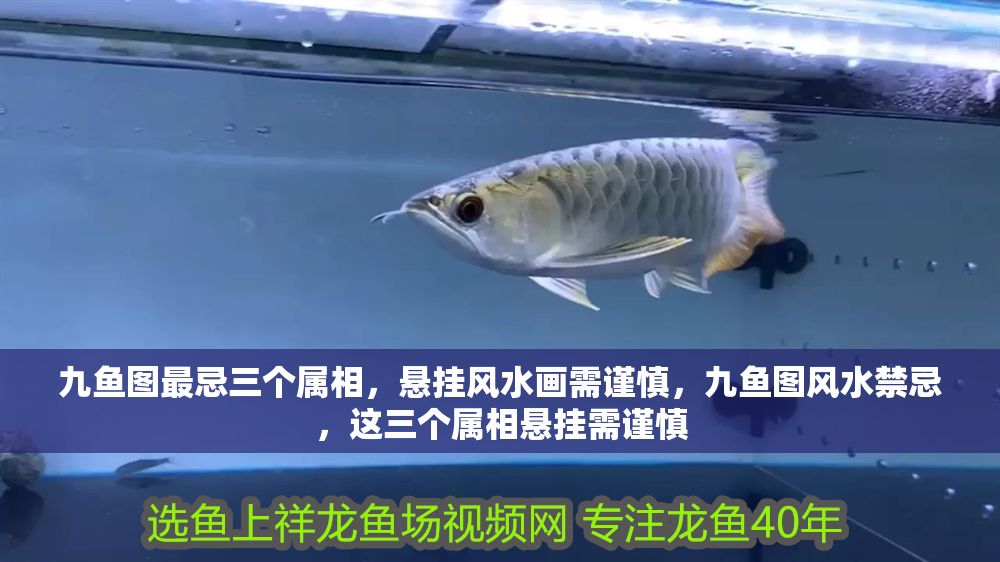 九魚圖最忌三個屬相，懸掛風水畫需謹慎，九魚圖風水禁忌，這三個屬相懸掛需謹慎