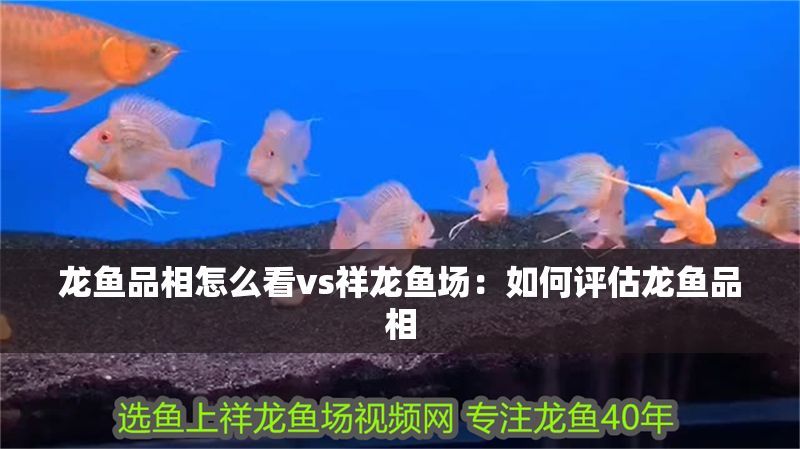龍魚品相怎么看vs祥龍魚場：如何評估龍魚品相
