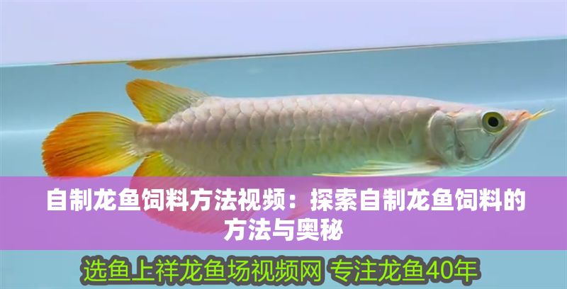 自制龍魚飼料方法視頻：探索自制龍魚飼料的方法與奧秘