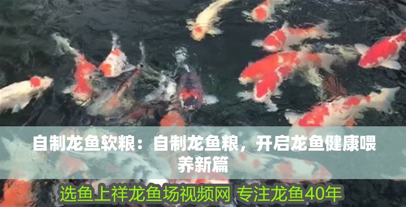 自制龍魚軟糧：自制龍魚糧，開啟龍魚健康喂養新篇