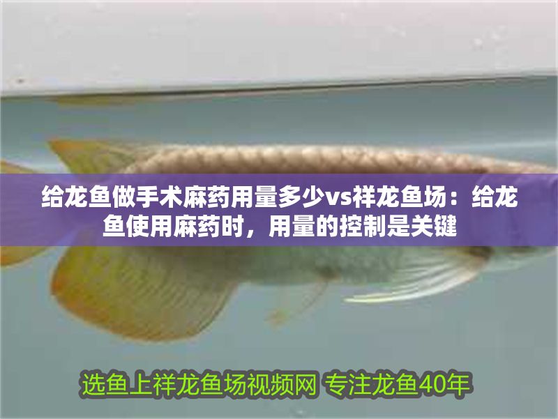 給龍魚做手術麻藥用量多少vs祥龍魚場：給龍魚使用麻藥時，用量的控制是關鍵