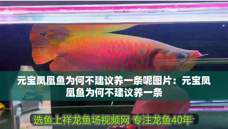 元寶鳳凰魚為何不建議養一條呢圖片：元寶鳳凰魚為何不建議養一條