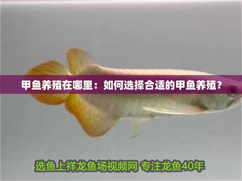 甲魚養(yǎng)殖在哪里：如何選擇合適的甲魚養(yǎng)殖？