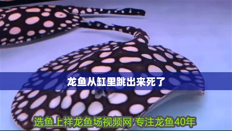 龍魚從缸里跳出來死了