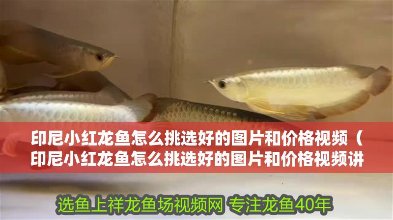 印尼小紅龍魚怎么挑選好的圖片和價格視頻（印尼小紅龍魚怎么挑選好的圖片和價格視頻講解）