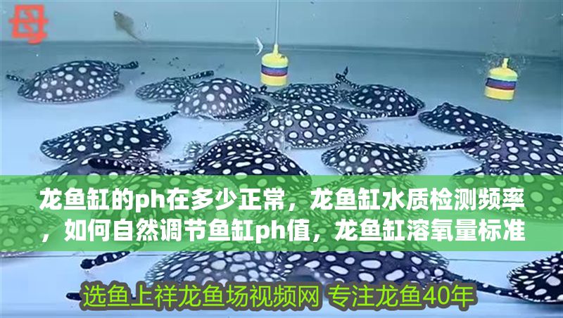 龍魚缸的ph在多少正常，龍魚缸水質檢測頻率，如何自然調節魚缸ph值，龍魚缸溶氧量標準