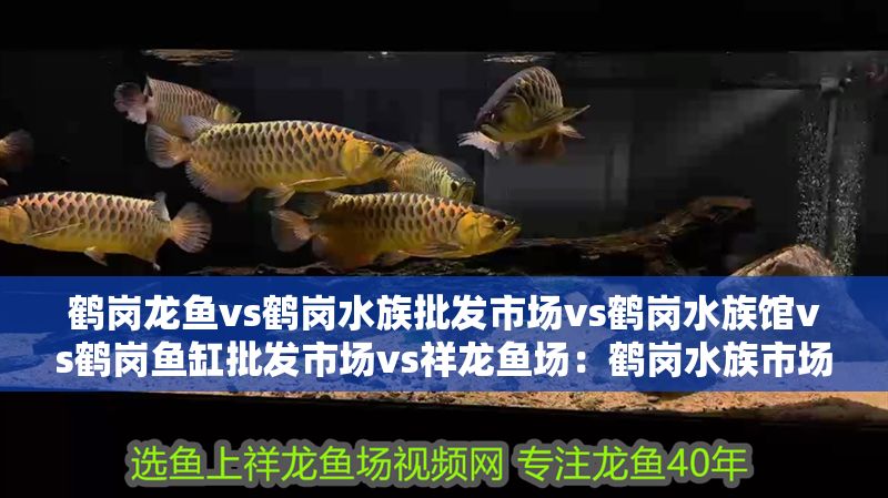 鶴崗龍魚vs鶴崗水族批發市場vs鶴崗水族館vs鶴崗魚缸批發市場vs祥龍魚場：鶴崗水族市場最新動態