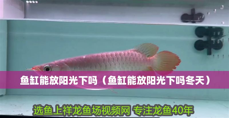 魚缸能放陽光下嗎（魚缸能放陽光下嗎冬天）