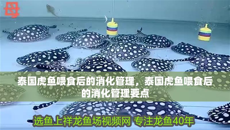 泰國虎魚喂食后的消化管理，泰國虎魚喂食后的消化管理要點