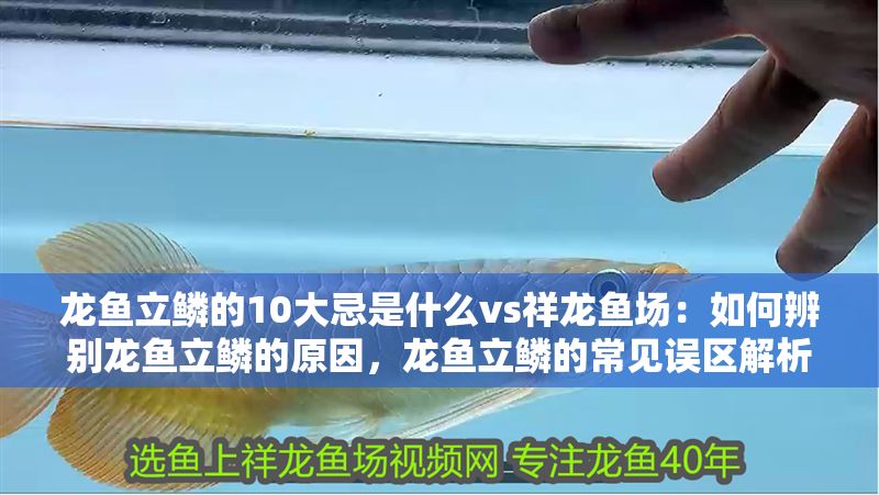龍魚立鱗的10大忌是什么vs祥龍魚場：如何辨別龍魚立鱗的原因，龍魚立鱗的常見誤區解析