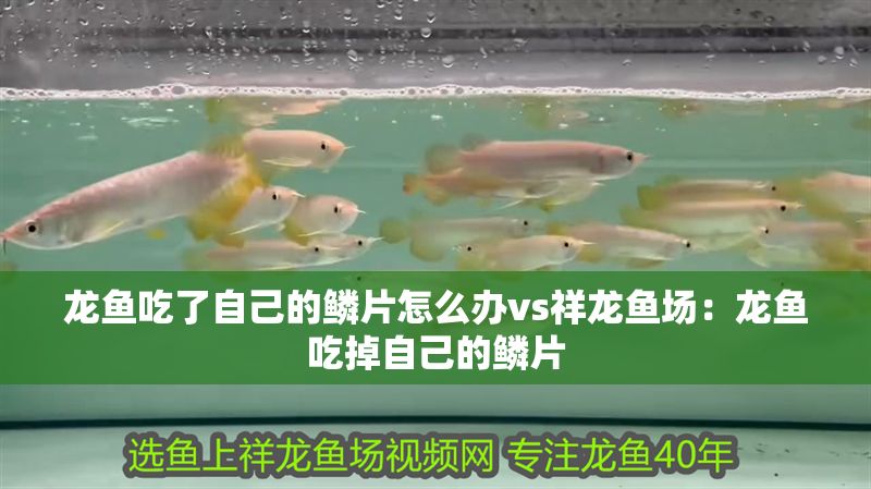 龍魚吃了自己的鱗片怎么辦vs祥龍魚場：龍魚吃掉自己的鱗片