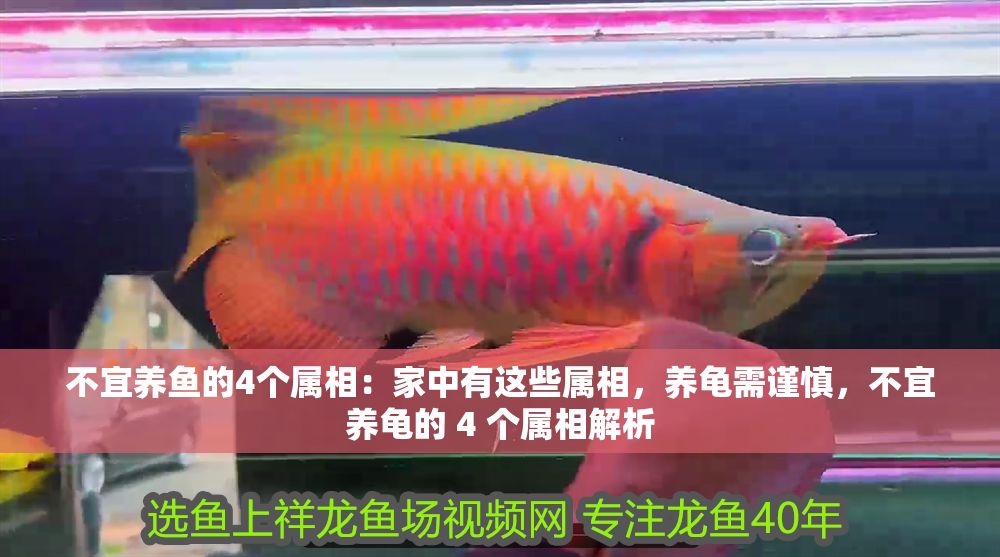 不宜養魚的4個屬相：家中有這些屬相，養龜需謹慎，不宜養龜的 4 個屬相解析