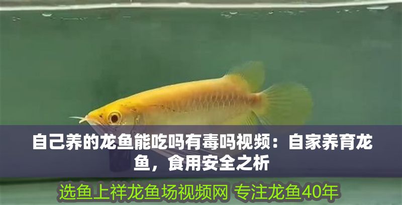 自己養的龍魚能吃嗎有毒嗎視頻：自家養育龍魚，食用安全之析