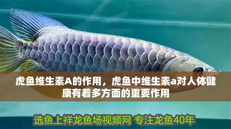 虎魚維生素A的作用，虎魚中維生素a對人體健康有著多方面的重要作用